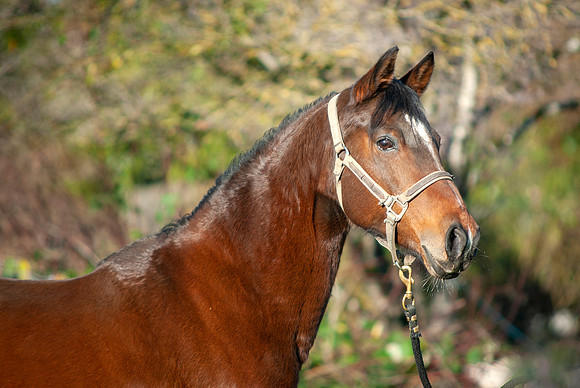 138Kaluha