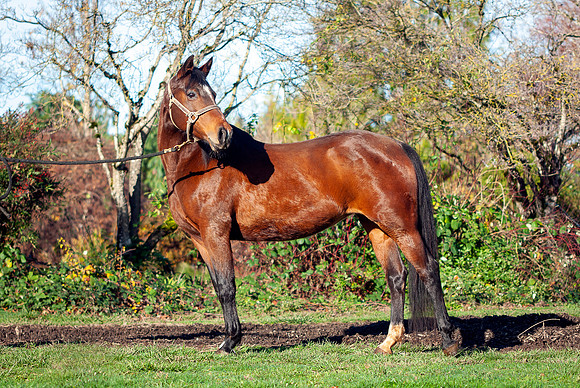 134Kaluha