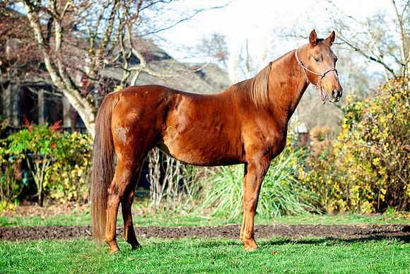 155RoseARena