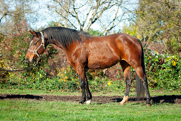 135Kaluha