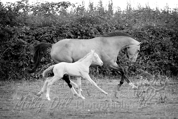 33GloryBellJuly2013 copy