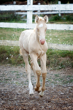 38GloryBellJuly2013 copy
