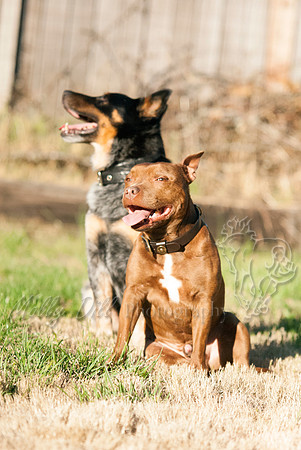 30Bodie