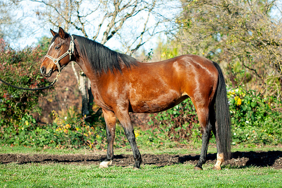 132Kaluha