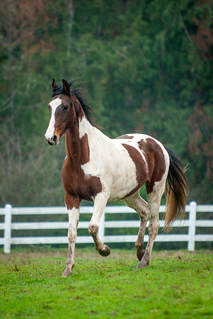 59RazzleDazzle