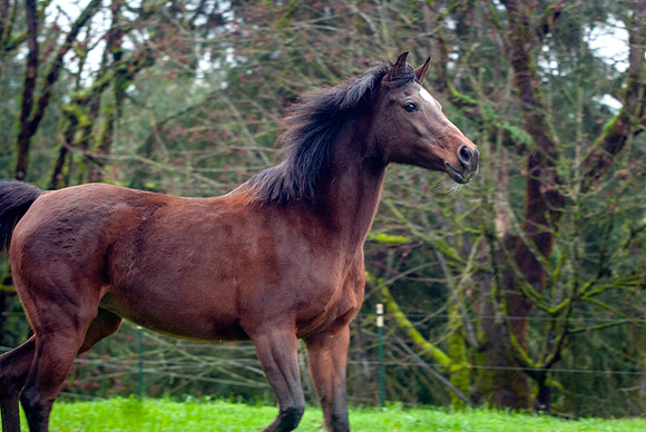 57Polly
