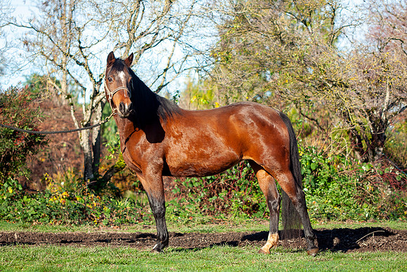 133Kaluha