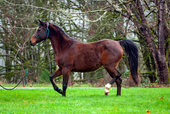 41Polly