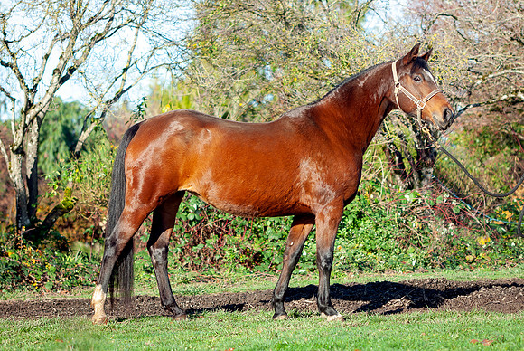 136Kaluha