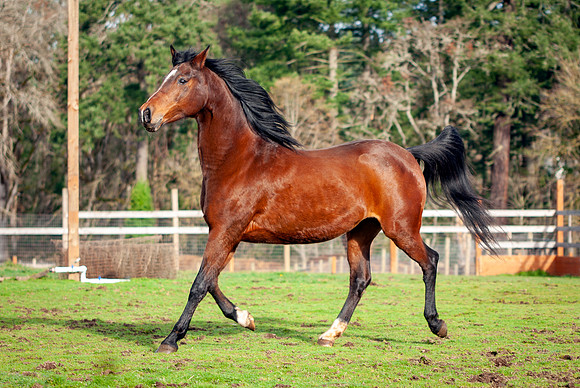 225Kaluha