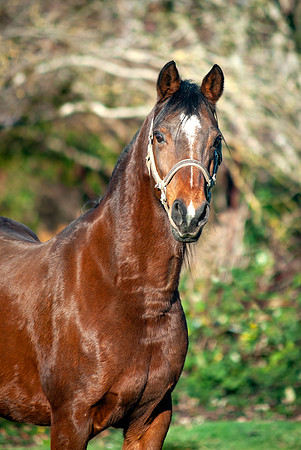 141Kaluha