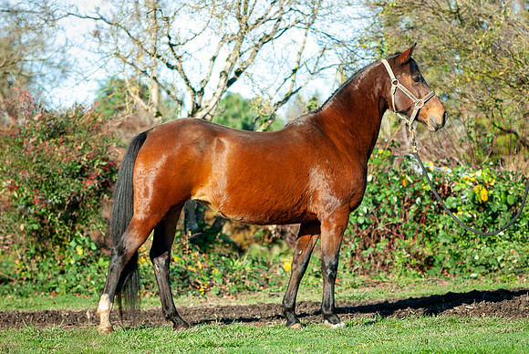 137Kaluha